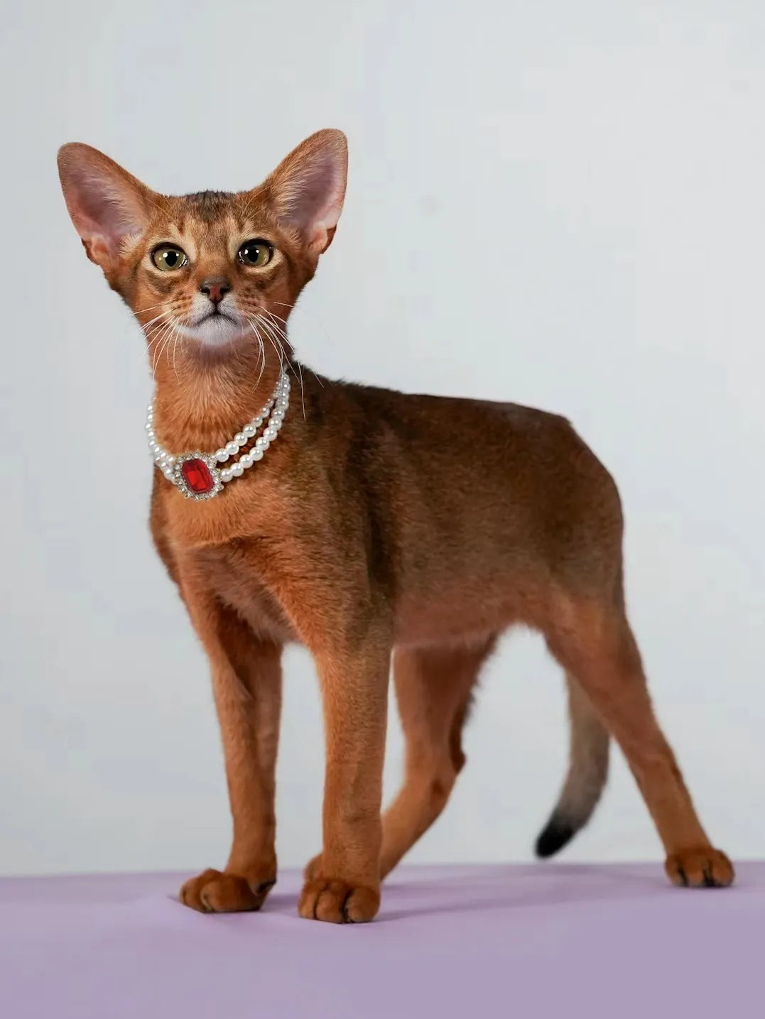 3-pcs Red Diamond Double Strand Pearl & Rhinestone Pet Necklace - Luxury Collar for Cats & Dogs Size L (30-36cm)